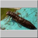 Libellula quadrimcatulata - Vierflecklibelle-Larve 03.jpg